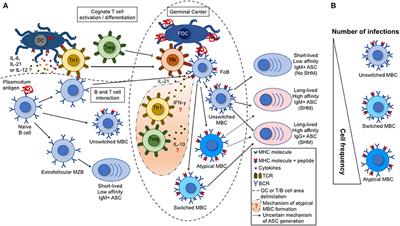 To B or Not to B: Understanding B Cell Responses in the Development of Malaria Infection